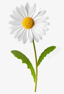 小白菊元素png免抠素材_新图网 https://ixintu.com daisy 白色 花卉 花朵 菊花 雏菊