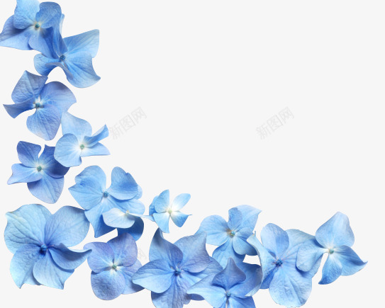 蓝色花朵花瓣png免抠素材_新图网 https://ixintu.com 花朵 花瓣 蓝色