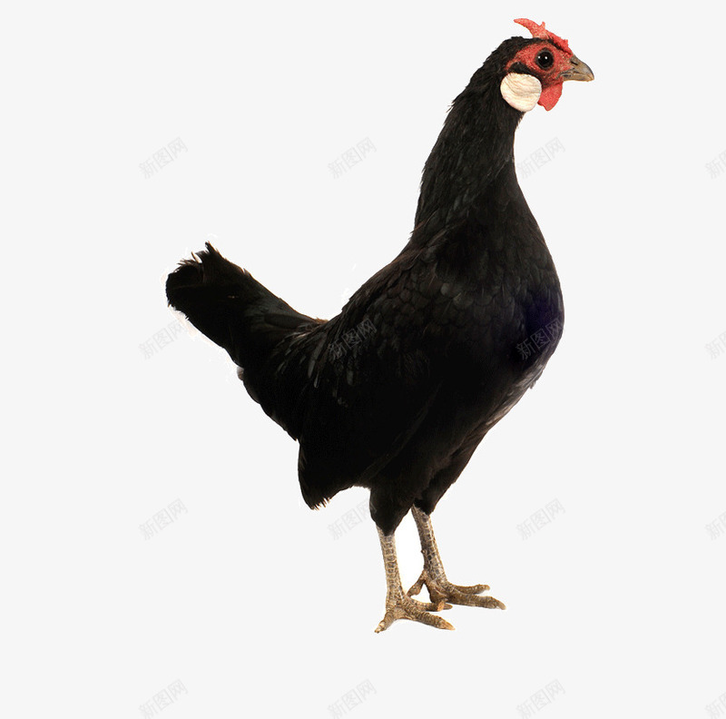 黑色的鸡png免抠素材_新图网 https://ixintu.com 动物 生物 鸟类 黑鸡