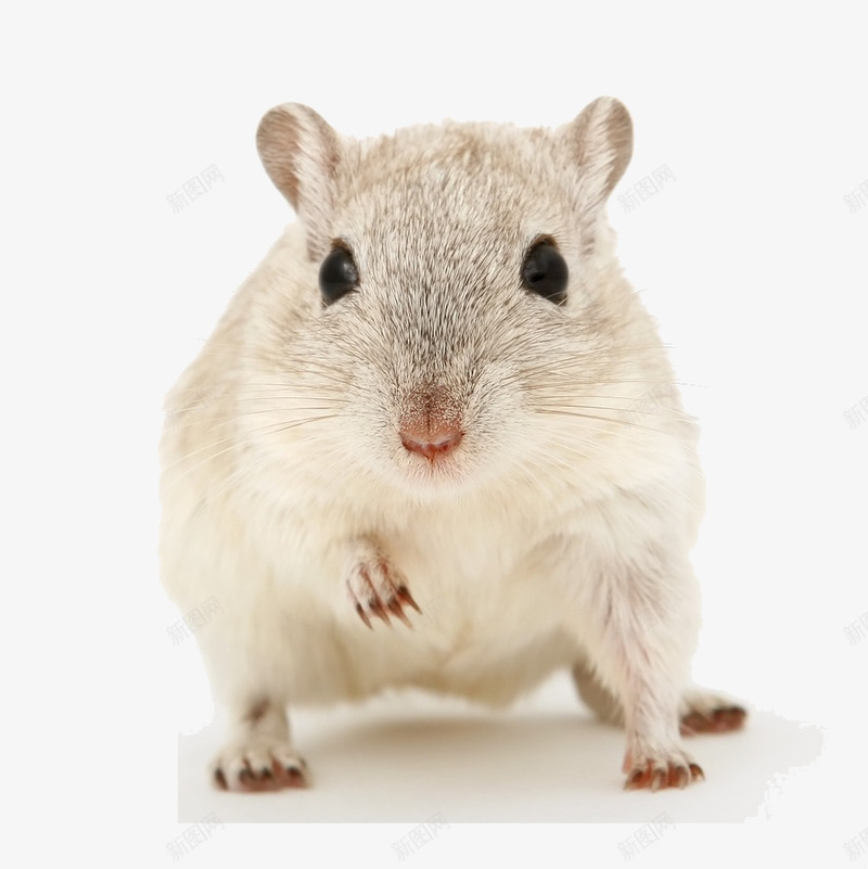 白色羽毛的仓鼠png免抠素材_新图网 https://ixintu.com 仓鼠 可爱的 小仓鼠 小动物素材 白色的 白色的小仓鼠