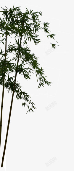 长青长青的竹子高清图片