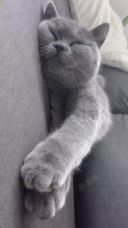 灰色的手机小猫咪手机壁纸高清图片