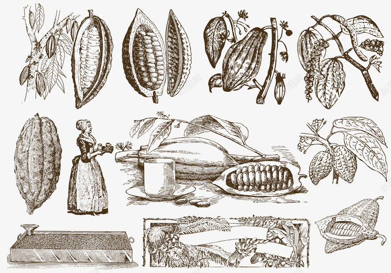 咖啡豆的由来矢量图ai免抠素材_新图网 https://ixintu.com 可可 咖啡 咖啡豆 树 矢量图