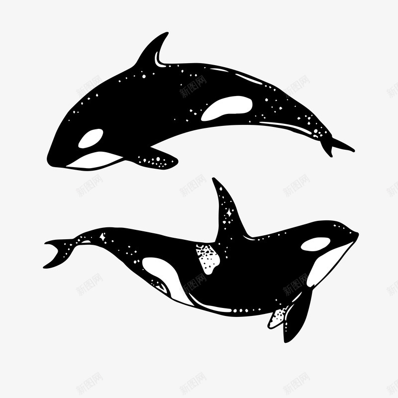 黑色鲸鱼png免抠素材_新图网 https://ixintu.com 两条 剪影 卡通 手绘 白色 简图 鲸鱼 黑色