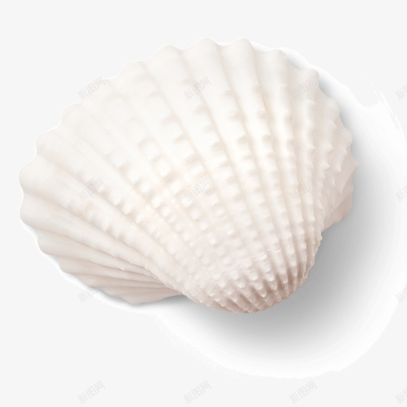 白色贝壳png免抠素材_新图网 https://ixintu.com 圆弧 渐变 点状 白色 磨砂 纹理 贝壳 质感