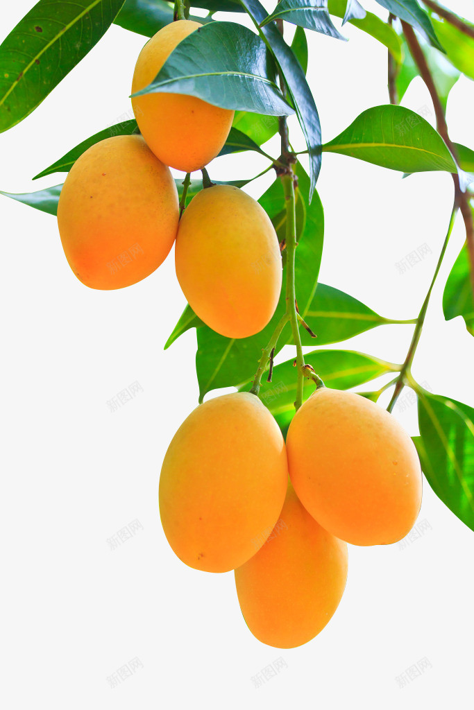 产品实物水果芒果png免抠素材_新图网 https://ixintu.com 产品实物 树上的芒果 水果 热带水果 美味 美食 芒果