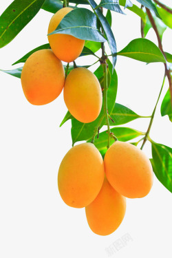 树上的芒果产品实物水果芒果高清图片
