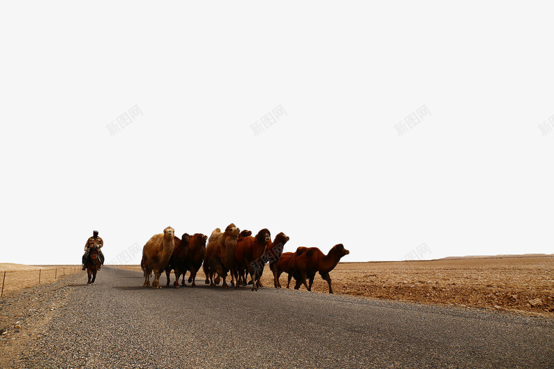 放牧骆驼png免抠素材_新图网 https://ixintu.com 公路 动物 戈壁 沙漠 骆驼