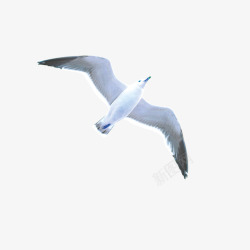 海鸟飞翔飞翔的海鸥高清图片