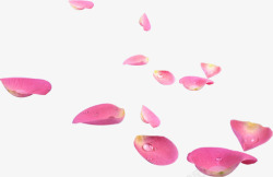 水滴散落玫瑰花瓣素材