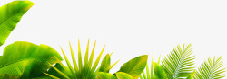 字母叶子效果摄影海边绿色植物叶子效果高清图片