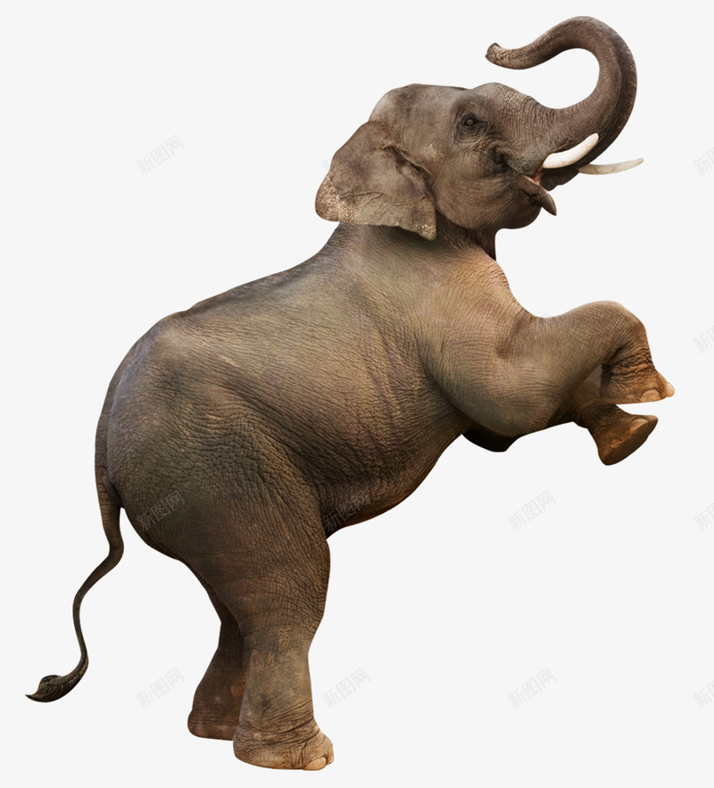 大象矗立psd免抠素材_新图网 https://ixintu.com PNG 侧面大象 免扣 动物 大象 透明