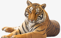 野生动物园趴着的老虎高清图片