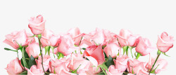 清新唯美粉色玫瑰花丛素材