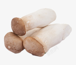 蘑菇菜品杏鲍菇三个实物图高清图片