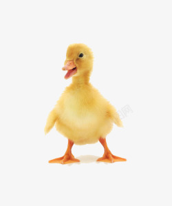 幼崽图片鸭子可爱的黄色鸭子高清图片
