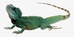 沙漠蜥蜴绿色两栖动物蜥蜴高清图片
