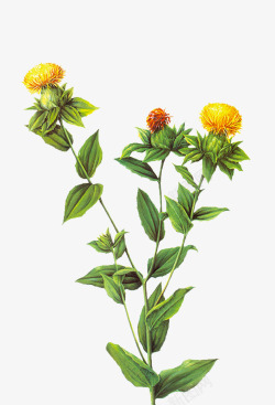 黄花植物中药红花高清图片