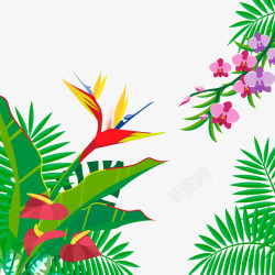 年休热带花卉盛开高清图片