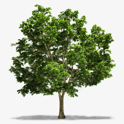 实物树枝PNG太阳下的树木简图高清图片