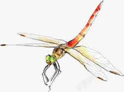 彩色蜻蜓手绘唯美春季蜻蜓高清图片