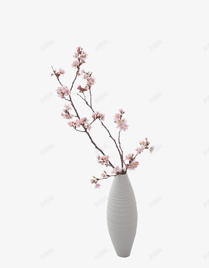 一枝樱花插在花瓶里png免抠素材_新图网 https://ixintu.com 樱花 白色花瓶 粉色 装饰素材 软装素材