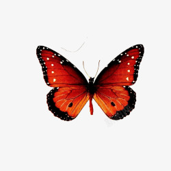 春天红色蝴蝶斑点素材