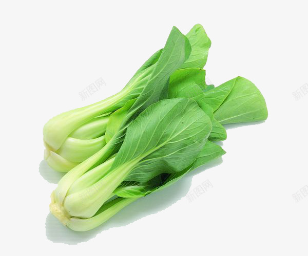 两颗小白菜png免抠素材_新图网 https://ixintu.com 上海青 小白菜 蔬菜 青菜