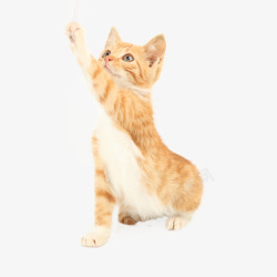 好奇的猫猫咪跳跃高清图片