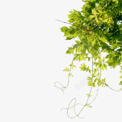 植物树藤春天的绿叶高清图片