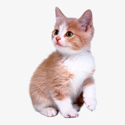 真实动物可爱小猫咪高清图片