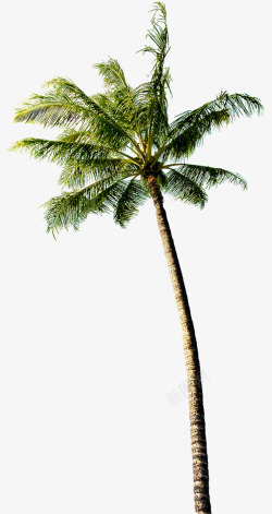 植物卡通海报效果沙滩椰子树素材
