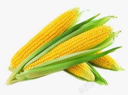 嫩玉米新鲜的玉米棒高清图片
