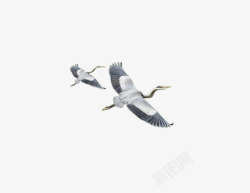 白色禽类鹤高清图片