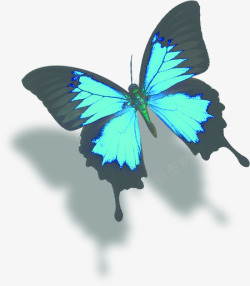 蓝色绚丽蝴蝶手绘素材