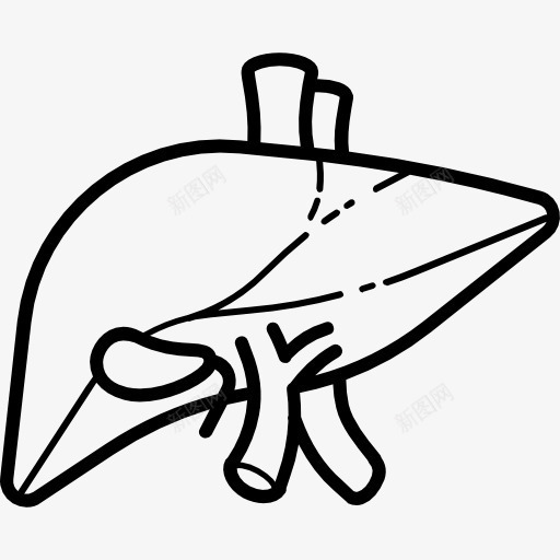 肝图标png_新图网 https://ixintu.com 医学 医疗保健和医疗 器官 肝脏 解剖学 身体部位