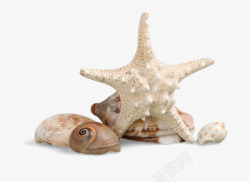 大海贝壳白色五角海星高清图片