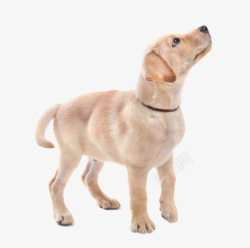 褐色拉布拉多犬小狗摄影高清图片