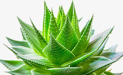 清新自然的芦荟新鲜的芦荟高清图片
