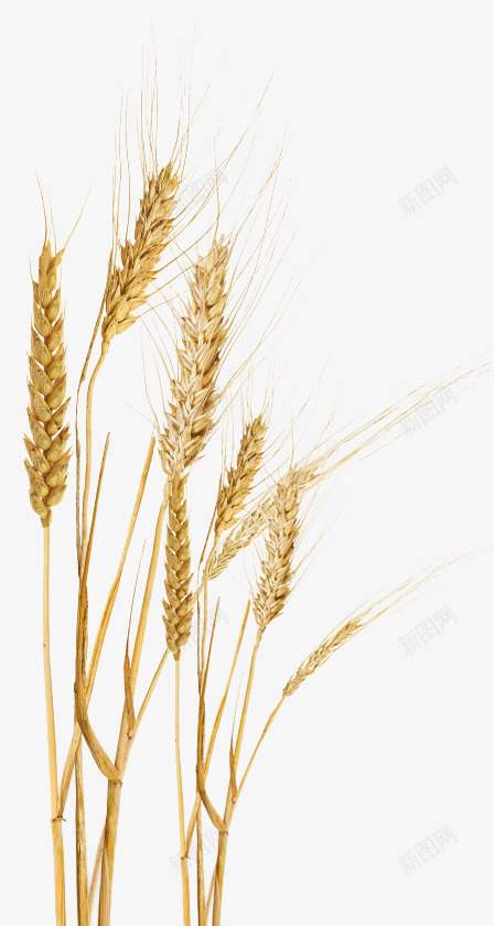 金黄的小麦丰收psd免抠素材_新图网 https://ixintu.com 丰收 小麦 麦子 黄色