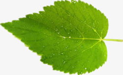 心形树叶矢量图一片绿色叶子高清图片