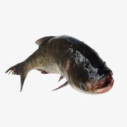 鲢鱼产品实物千岛湖花鲢鱼高清图片