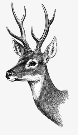 素描鹿头手绘素描梅花鹿鹿头高清图片