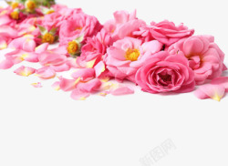 一地粉色玫瑰鲜花素材