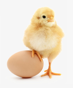 鸡蛋仔小鸡鸡爪踩在鸡蛋上高清图片