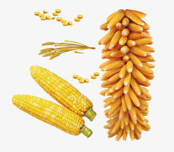玉米粒矢量图金黄色玉米串和两个玉米棒子玉米高清图片