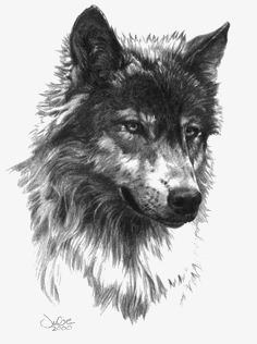 狼头像灰狼高清图片