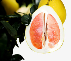 树上的柚子柚子特写高清图片