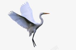 展翅白鹭准备起飞的白鹭高清图片