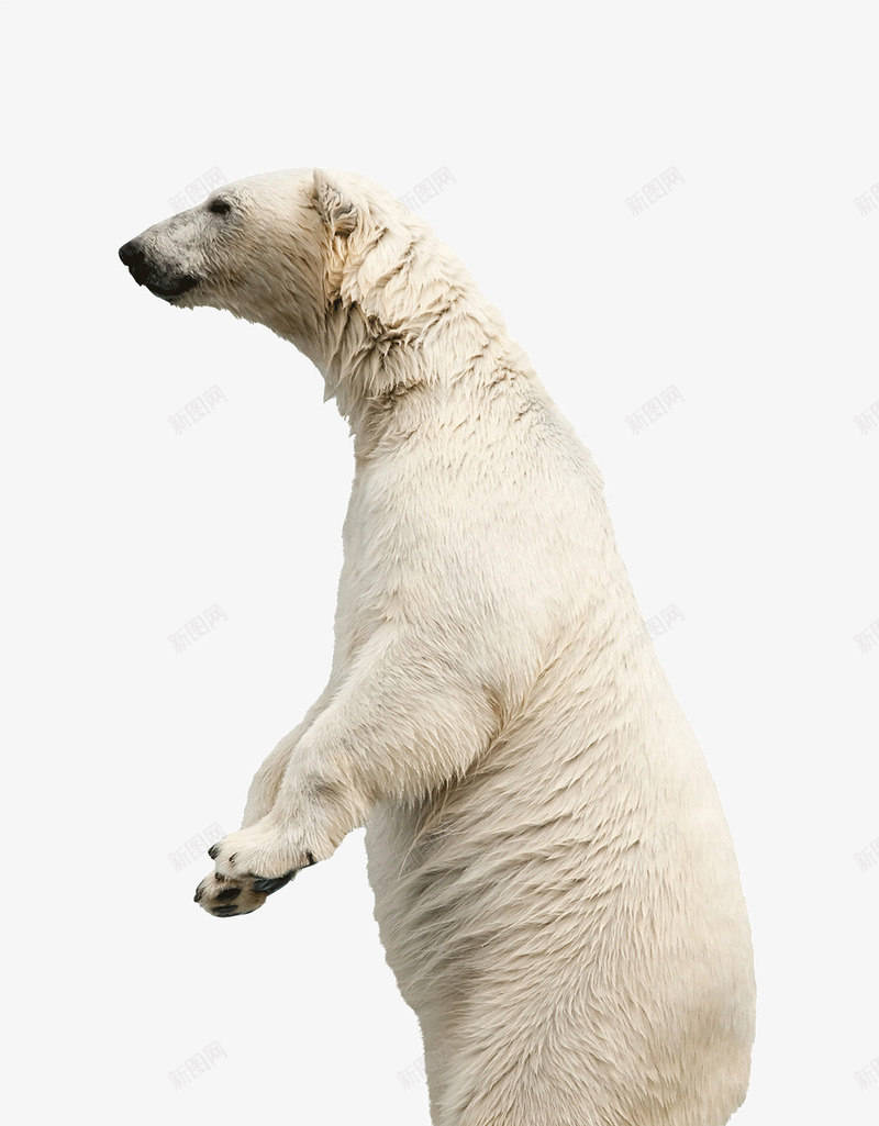北极熊动物png免抠素材_新图网 https://ixintu.com 动物 北极熊 狗熊 生物